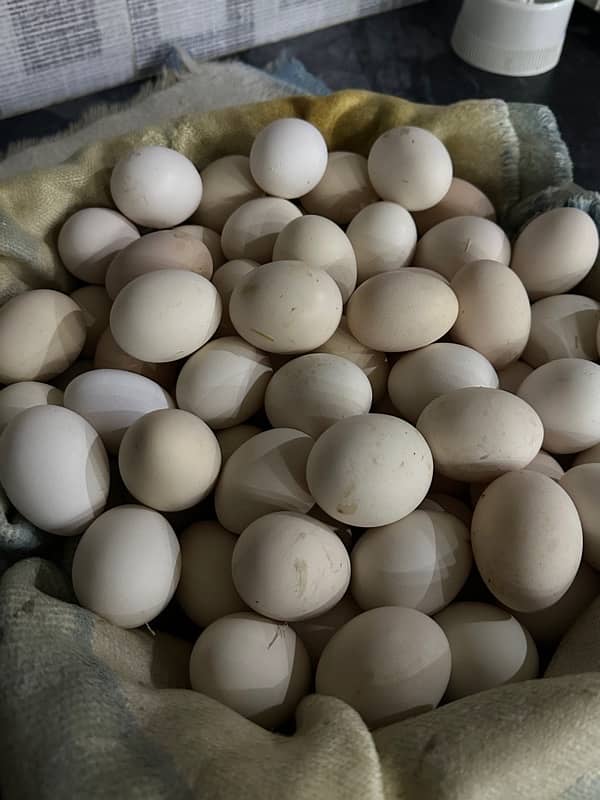 desi eggs fresh 2