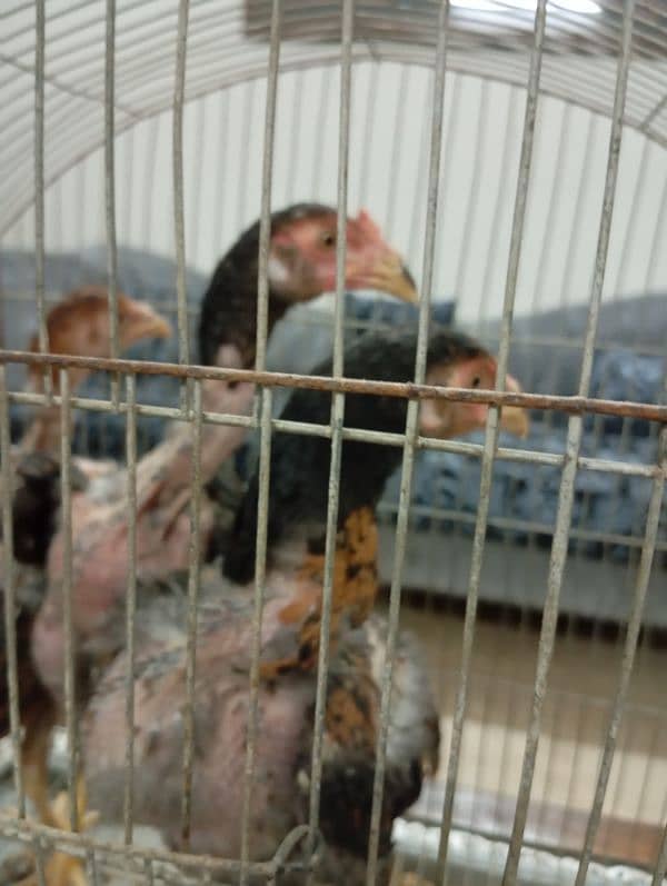 Asseel Jageri Breed Chicks 2