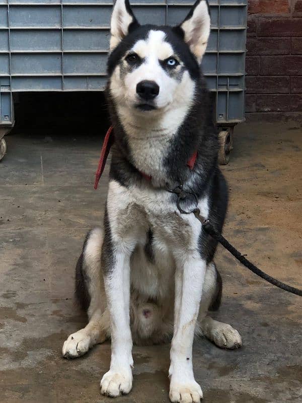 9 months husky 1