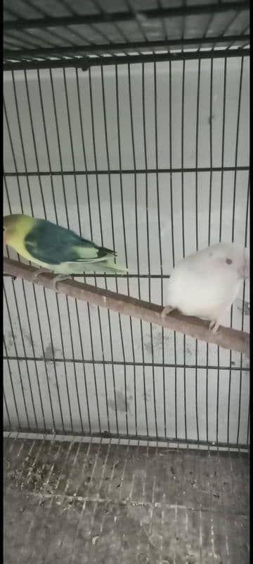 Love birds . African timmy grey. Blue monk 2