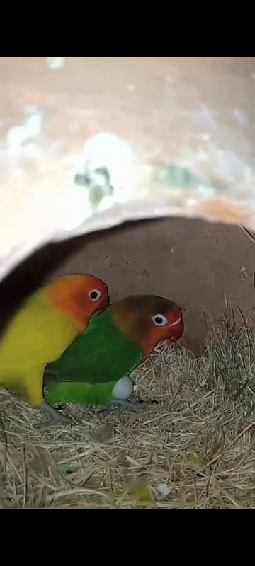 Love birds . African timmy grey. Blue monk 1