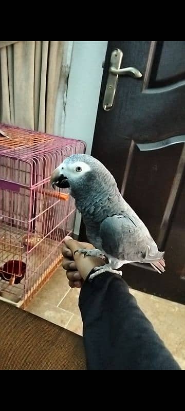 Love birds . African timmy grey. Blue monk 7