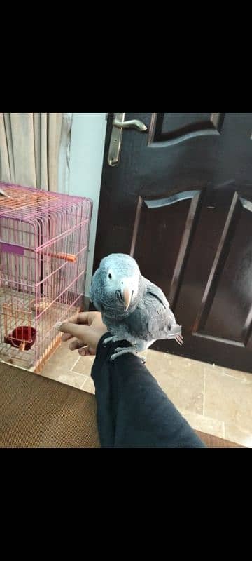 Love birds . African timmy grey. Blue monk 8