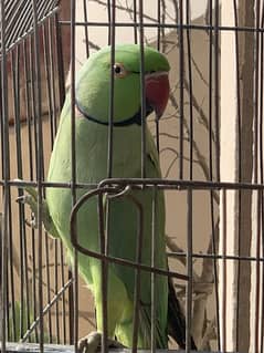 Green Ringneck Male Parrot