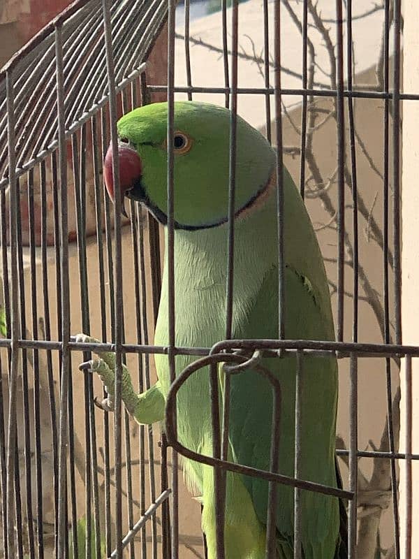 Green Ringneck Male Parrot 1