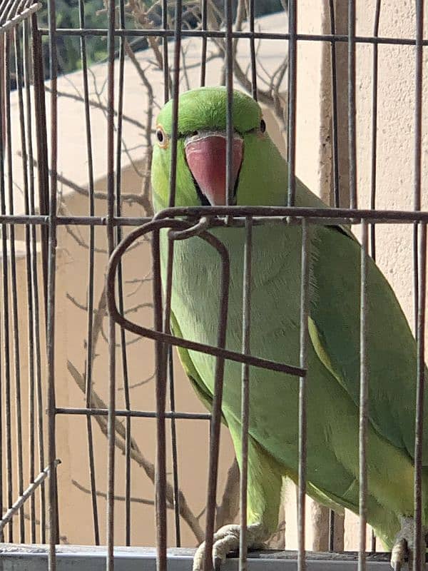 Green Ringneck Male Parrot 2