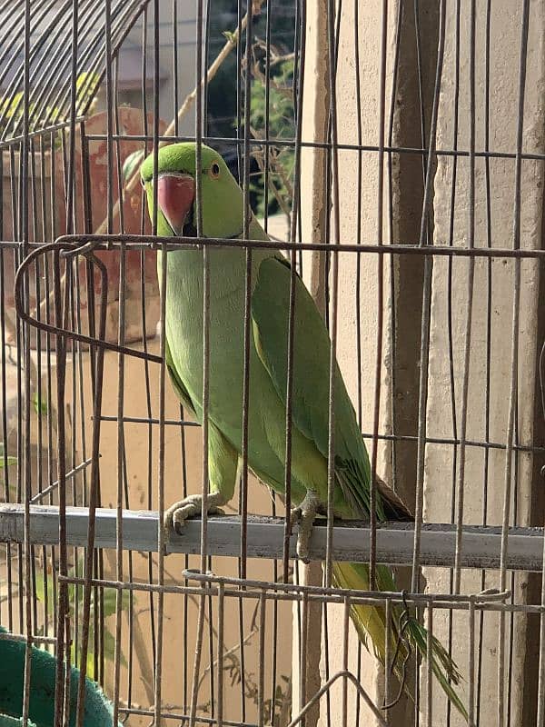 Green Ringneck Male Parrot 3