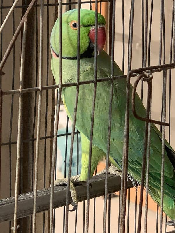 Green Ringneck Male Parrot 4