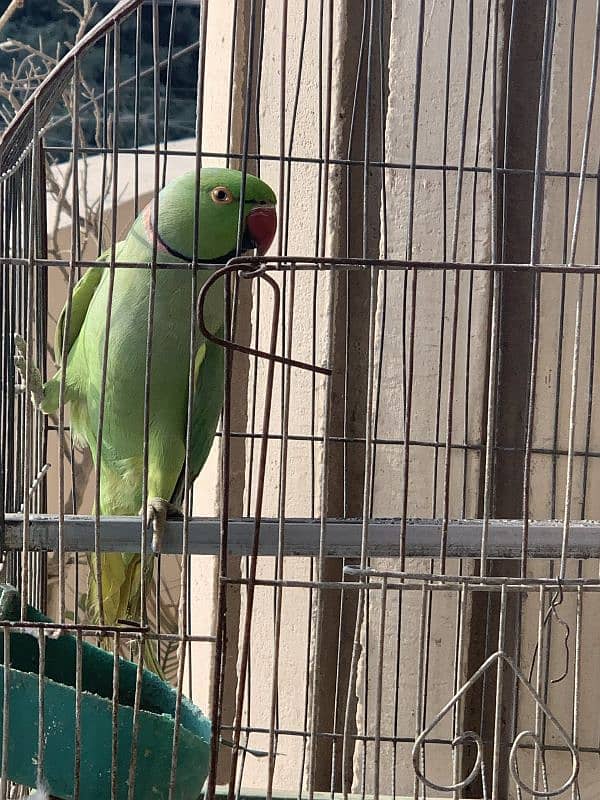 Green Ringneck Male Parrot 5