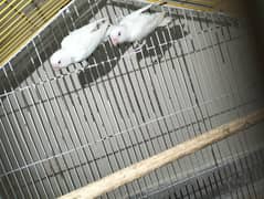 ALBINO pair, Fisher pair, lotino pair, king size budgie male