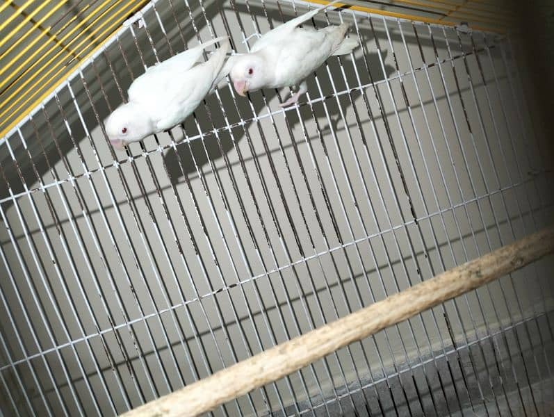 ALBINO pair, Fisher pair, lotino pair, king size budgie male 0