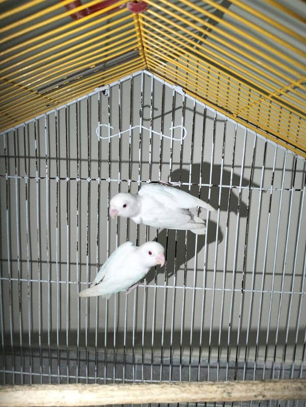 ALBINO pair, Fisher pair, lotino pair, king size budgie male 1