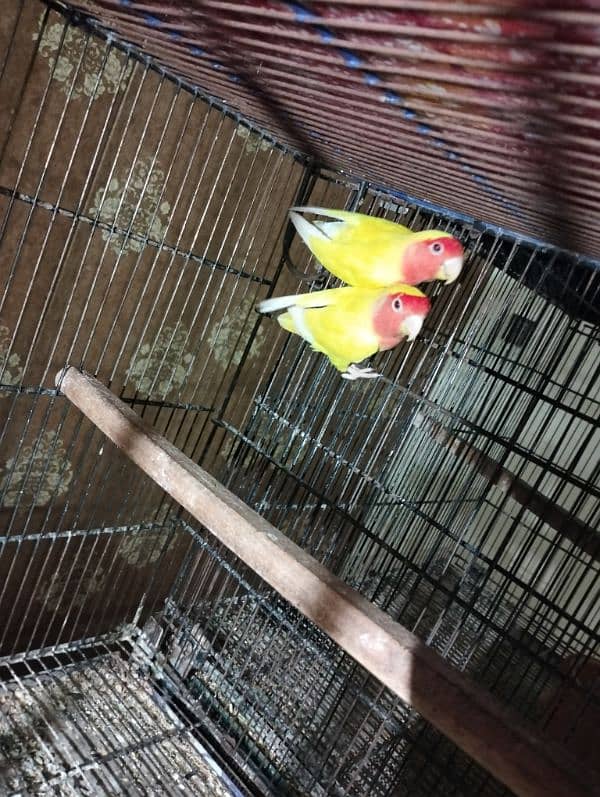 ALBINO pair, Fisher pair, lotino pair, king size budgie male 2