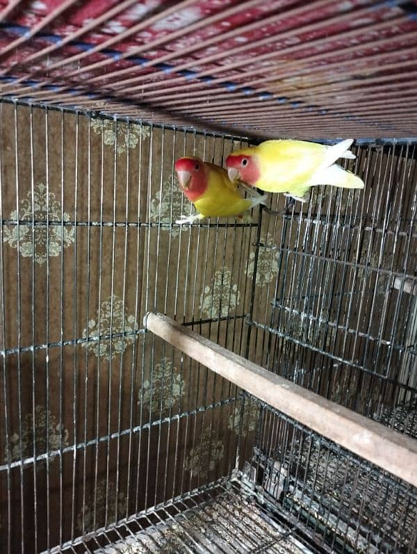 ALBINO pair, Fisher pair, lotino pair, king size budgie male 3