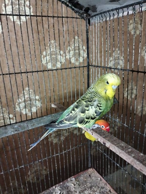 ALBINO pair, Fisher pair, lotino pair, king size budgie male 4