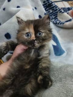 Persian kitten.