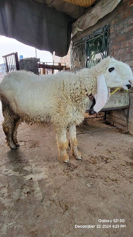 kajli female sheep 4 sale 0