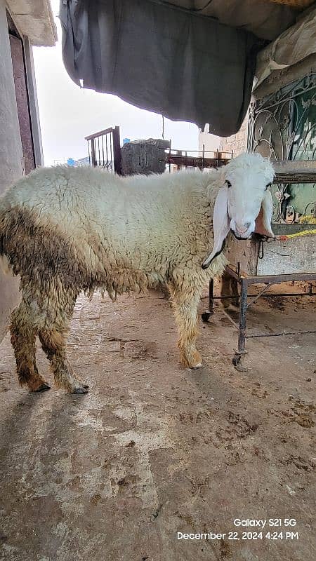 kajli female sheep 4 sale 1