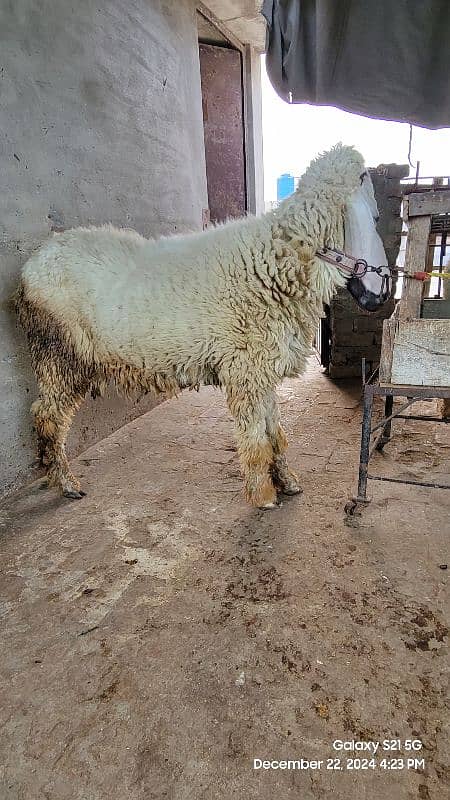 kajli female sheep 4 sale 2