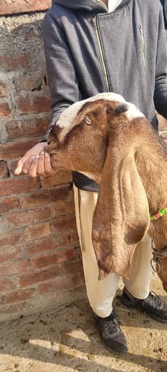 nagri bakri dubble hadi female