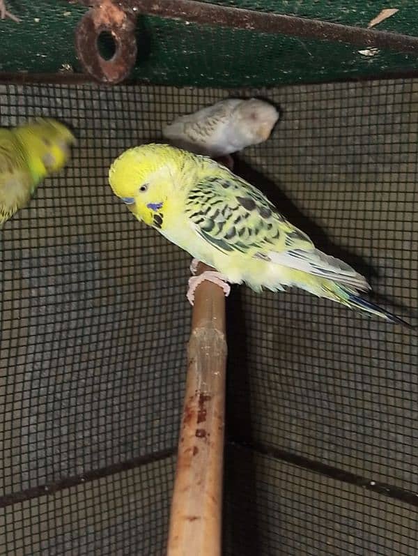 Hogoromo,TCB, Rainbow, Fellow,red eyes, under size budgie/bajri/austra 9