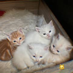 parsian cats available