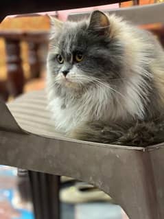 Urgent sell Persian thriple coat cat .