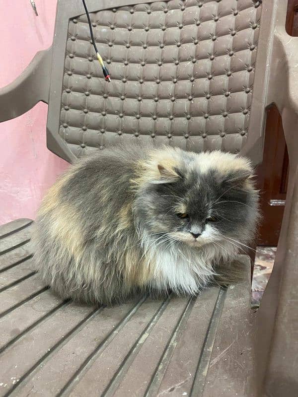 Persian thriple coat cat for sell 1