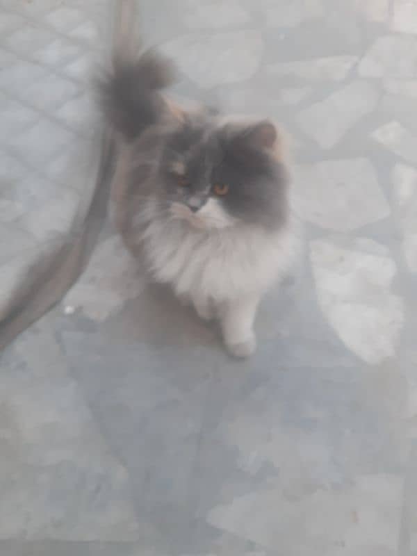 Persian thriple coat cat for sell 4