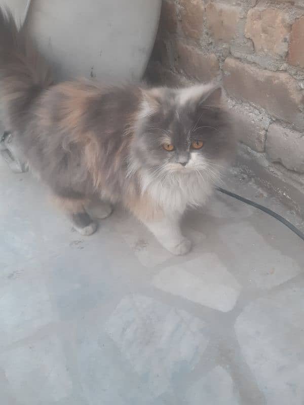 Persian thriple coat cat for sell 5