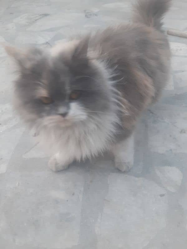 Persian thriple coat cat for sell 6