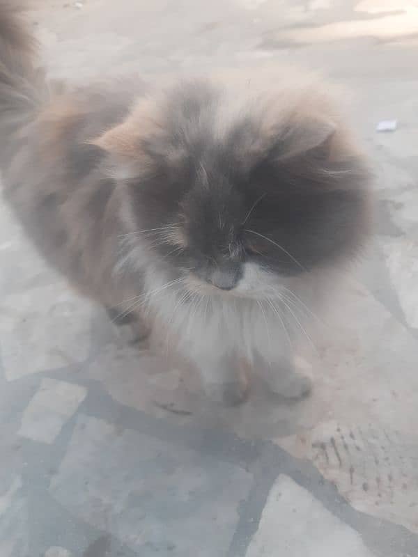 Persian thriple coat cat for sell 7