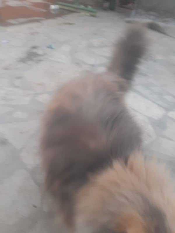 Persian thriple coat cat for sell 8