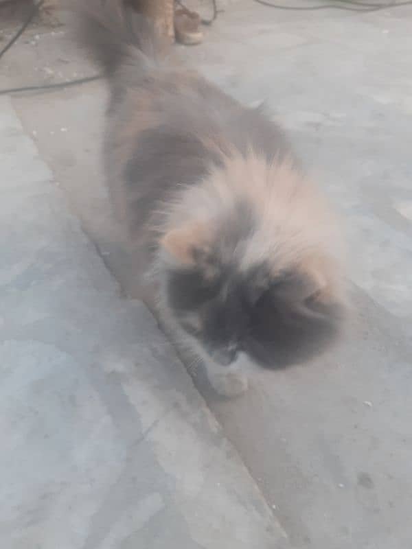 Persian thriple coat cat for sell 9