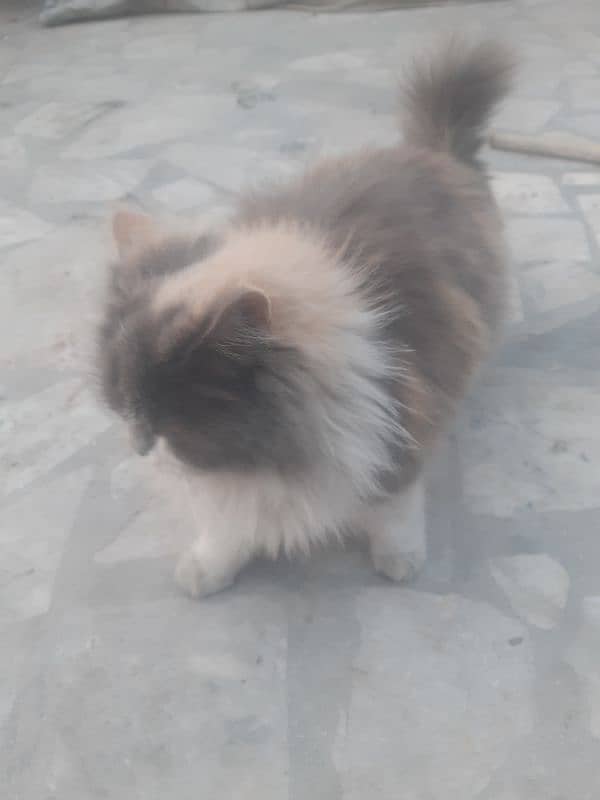 Persian thriple coat cat for sell 10