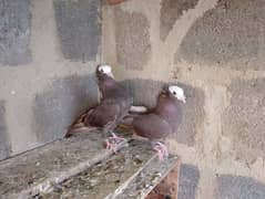 Mukhi/mokhi/mokhe fancy pigeon/kabotar