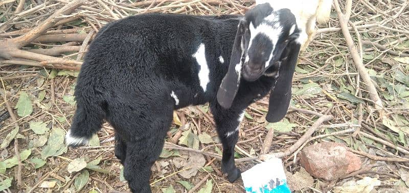 mundra/Sheep /goat for sale, beetle barri doodh wali 2