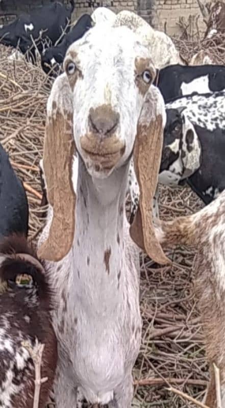 mundra/Sheep /goat for sale, beetle barri doodh wali 3