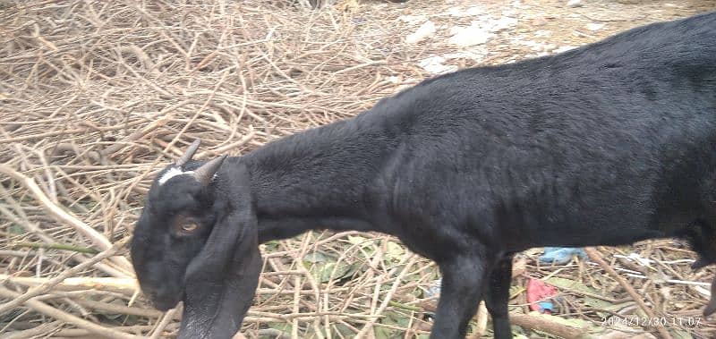 mundra/Sheep /goat for sale, beetle barri doodh wali 5