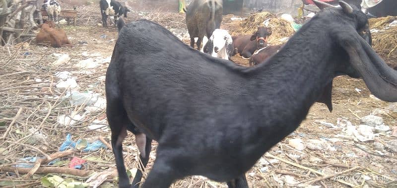 mundra/Sheep /goat for sale, beetle barri doodh wali 6