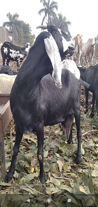 mundra/Sheep /goat for sale, beetle barri doodh wali 7