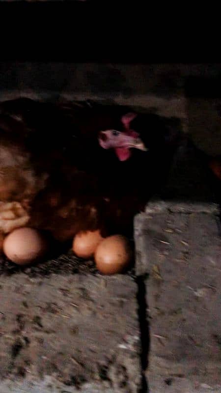 Hens lohmann brown or black 2