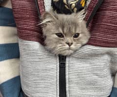 grey persian cat 5 months