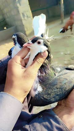 sherazi king pigeon