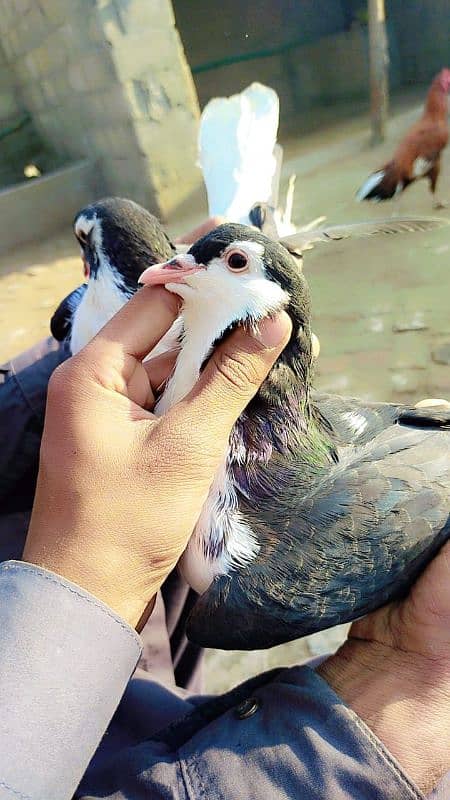 sherazi king pigeon 0