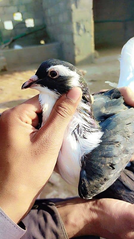 sherazi king pigeon 2