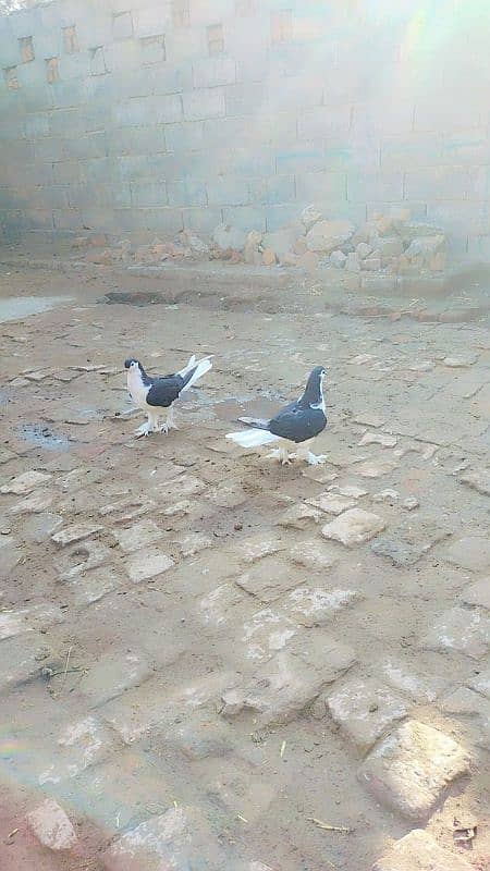 sherazi king pigeon 3