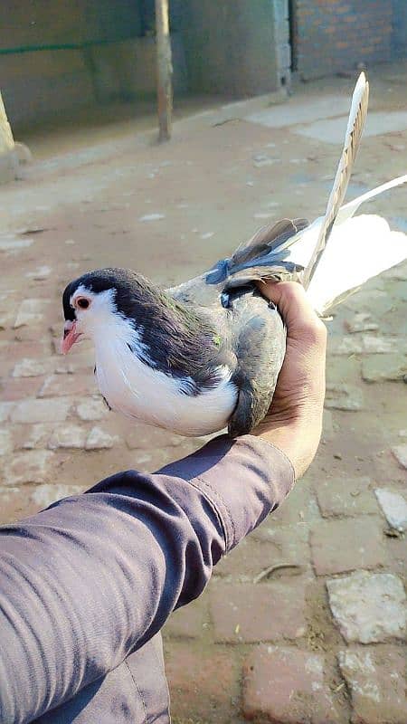 sherazi king pigeon 5