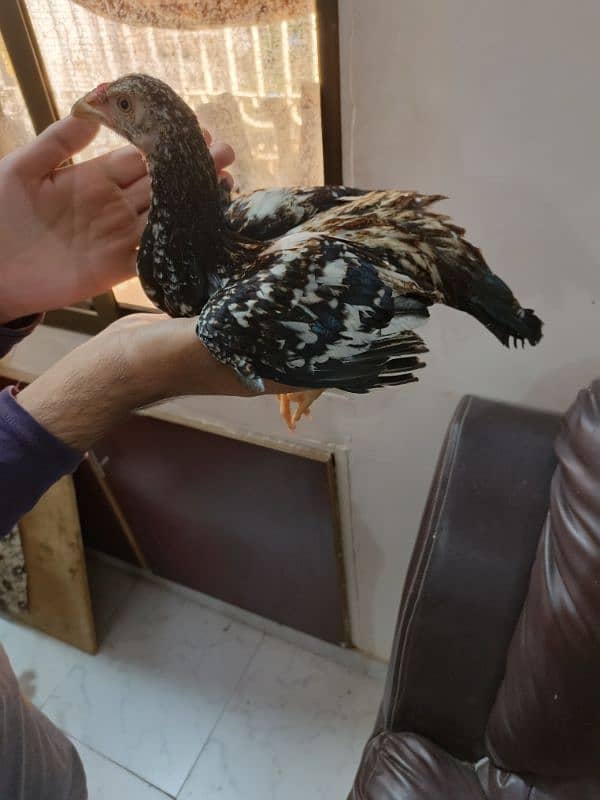 aseel chicks age upto 3 months 4