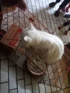 cat fully trained